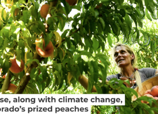 Colorado’s peach industry is threatened by a fungal disease. Helen H. Richardson/The Denver Post via Getty Images